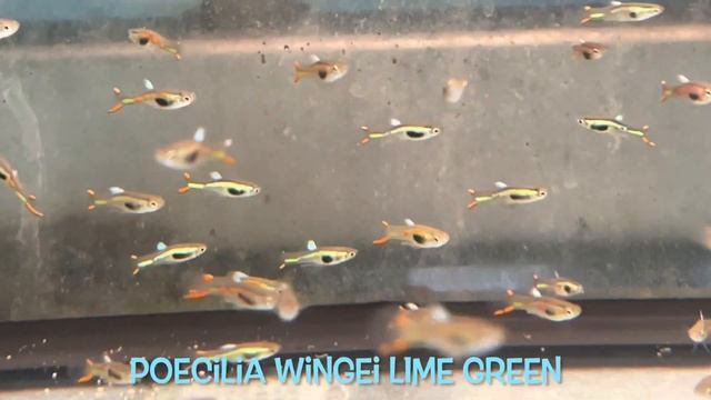 Poecilia wingei LIME GREEN смотреть онлайн