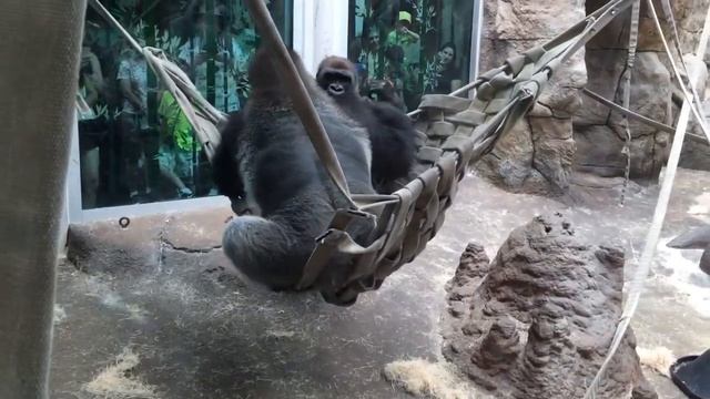 Гориллы дерутся) - Gorilla Fight