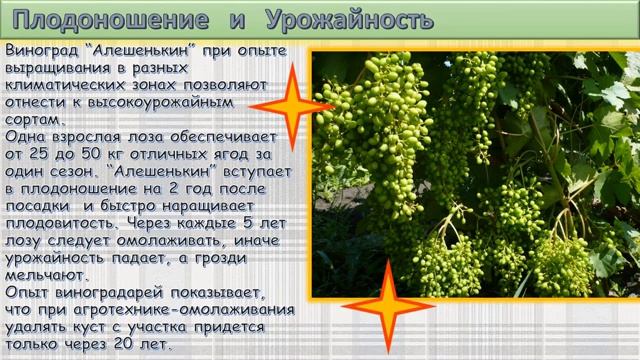 Алёшенкин виноград смотреть онлайн