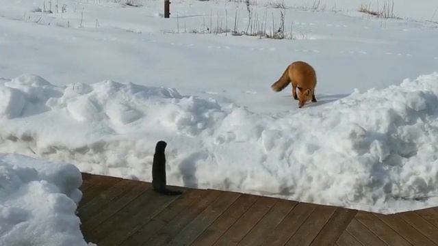 Лисица и норка. Заповедное соседство. смотреть онлайн