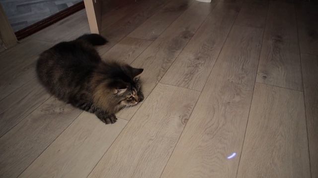 Как свести кота с ума (кот и лазер) смотреть онлайн