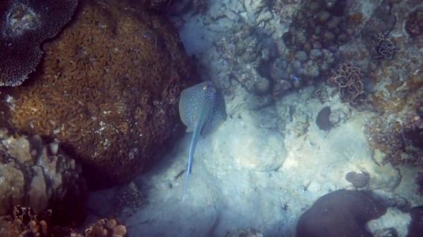 Aquarium 4K VIDEO (ULTRA HD) - Beautiful Coral Reef Fish - Sleep Relaxing Meditation Music