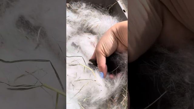 Крольчата декоративные только что родились. Пересчитаем и рассмотрим их. Кролики новорожденные. смотреть онлайн