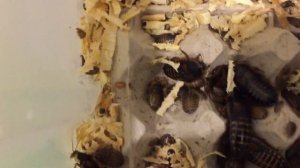 Содержание и разведение Аргентинского таракана