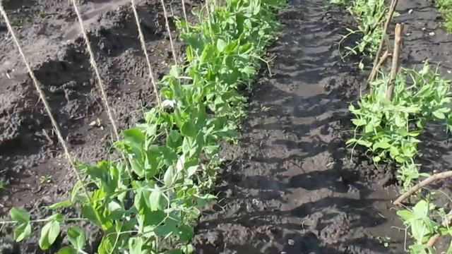 ЧТО РАСТЁТ НА ДАЧЕ. Высадка гороха под шпагат. смотреть онлайн