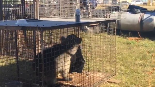 как медведи выясняют отношения в неволе смотреть онлайн