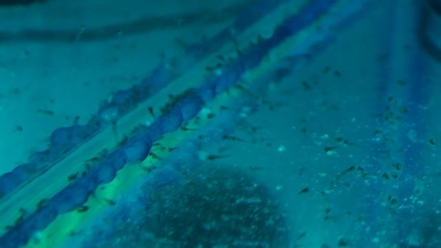 ДАНИО ОТ ИКРЫ ДО МАЛЬКА | РАЗВИТИЕ ИКРЫ ДАНИО | DANIO FROM CAVIAR TO FRY