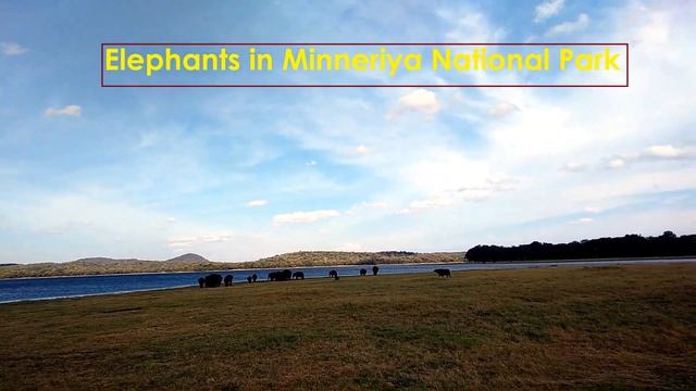 ✫ Explore Sri Lanka ✫The Largest Gathering of Asian Elephants in Minneriya National Park ✫ Sri Lank смотреть онлайн