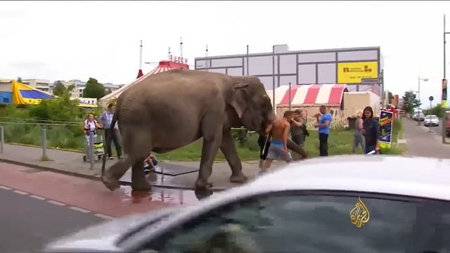 الفيلة مايا.. صديقة الأطفال تتجول بشوارع برلين