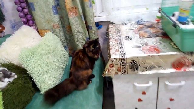 Кролик приболел,но сейчас лучше стало, дерётся агрессивно))) Вероника ездила в сад. смотреть онлайн