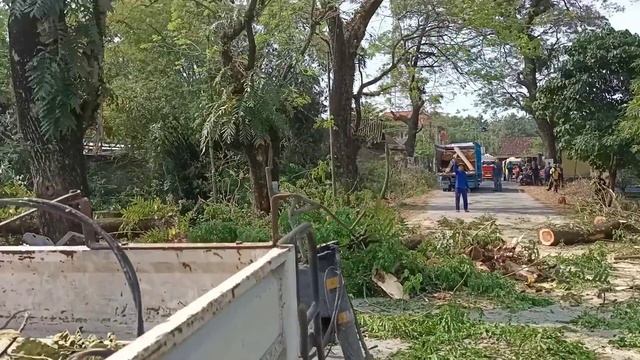 Nerve-wracking !! Operator almost fell, 2 machines suddenly died while pruning this tree. смотреть онлайн