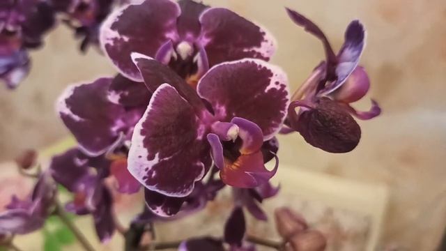 Новые орхидеи Broken heart и фиалка из Касторамы/ New orchids and African violet/ смотреть онлайн