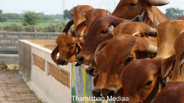 நட்சத்திரப்படி யார் யார் எந்த நிறத்தில் பசுக்கள் வளர்க்கலாம்? | Pasu valarppu смотреть онлайн