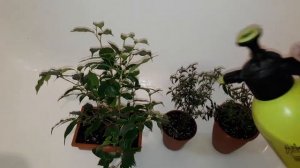 Подробно о борьбе со щитовкой с помощью актары