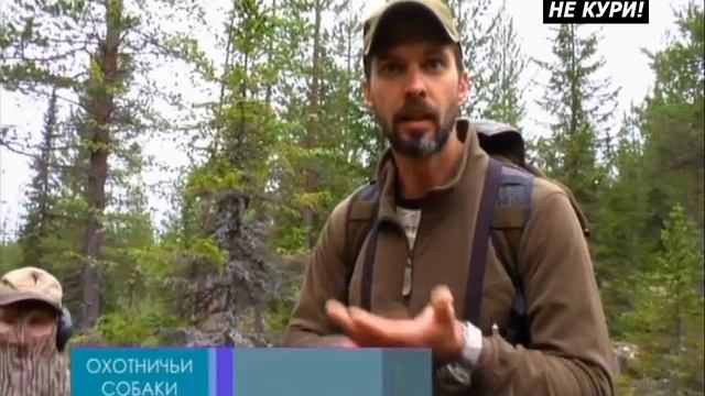 Охота на глухаря с лайкой. Охота на глухаря в Швеции - 2021г смотреть онлайн