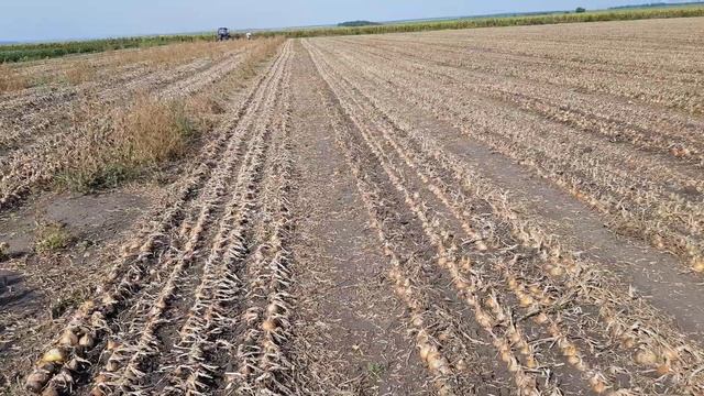 косим лук 2021 смотреть онлайн