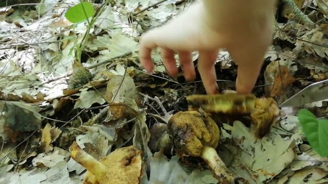 Тихая охота в мае. Сбор грибов. Маслята. смотреть онлайн