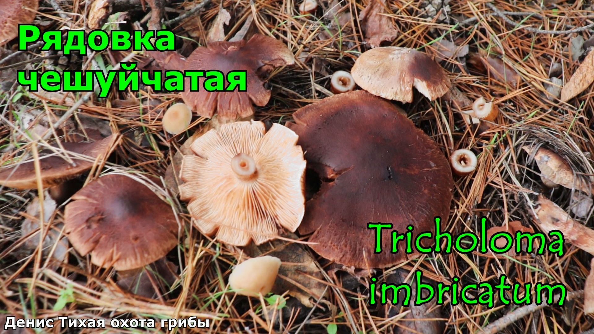 Рядовка чешуйчатая | Tricholoma imbricatum смотреть онлайн
