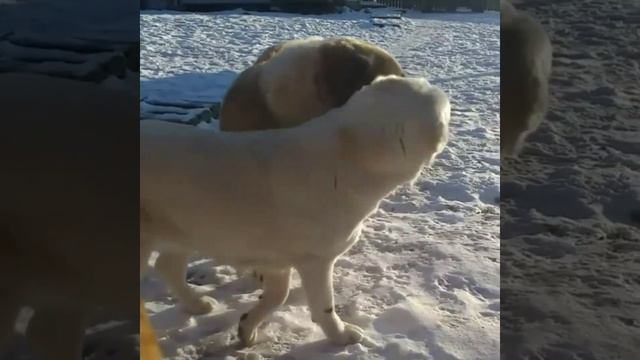 Алабай -самая опасная порода собак. Зверьё. Будь аккуратней смотреть онлайн