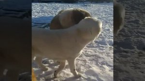 Алабай -самая опасная порода собак. Зверьё. Будь аккуратней