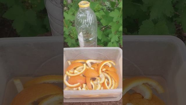 Не выбрасывайте шкурки от апельсинов!От этого средства у вас будет всё в доме сверкать!