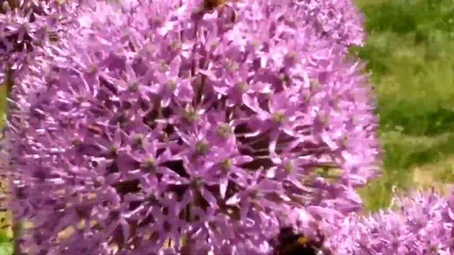 Пчела и шмель на аллиуме. Biene und Hummel auf Allium. Honeybee and bumblebee on allium. смотреть онлайн