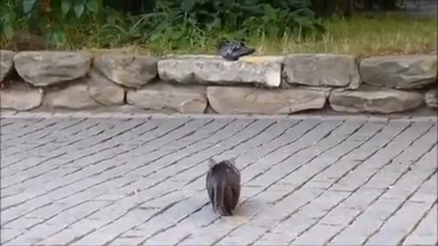 INCREÍBLES VIDEOS DE GATOS CONTRA PERROS смотреть онлайн