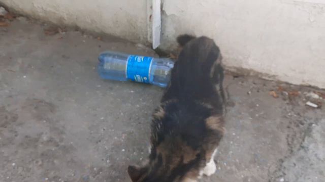 Одесса 5 минут назад. НАКОРМИЛ ГОЛОДНОГО КОТИКА, КОТОРЫЙ ЖИВЁТ НА БЕРЕГУ МОРЯ! смотреть онлайн