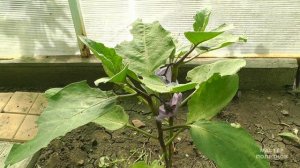 Как притенить теплицу из поликарбоната и спасти растения в теплице от жары