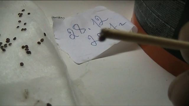 выращиваем пепино смотреть онлайн