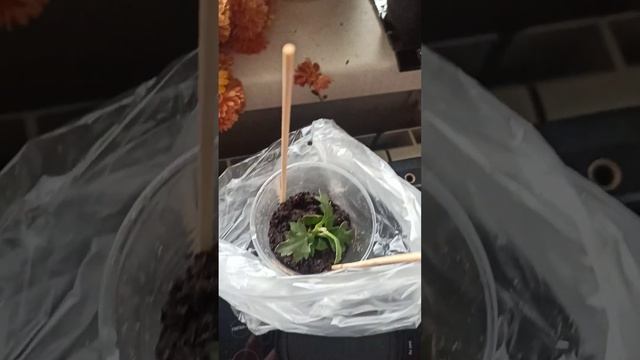 Черенкуем: хризантема мультифлора ? смотреть онлайн