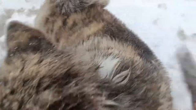 AKITA TIGER I ЧТО С АКИТОЙ l ПРОБЛЕМЫ ВЕСНОЙ У ВСЕХ l AKITA INU AND PROBLEMS смотреть онлайн