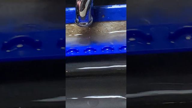 My Pet Pleco Fish (Common Plecostomus) (Pterygoplichthys Pardalis) Hypostomus Suckermouth Catfish смотреть онлайн