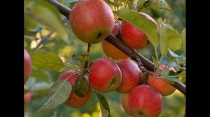 Сорт яблони Джонатан - описание сорта