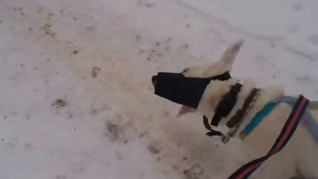 Чукча и ездовая собака-2. :-)) смотреть онлайн