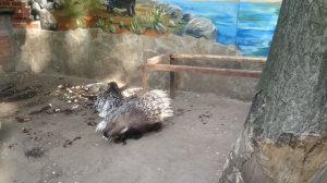 Индийский дикобраз...