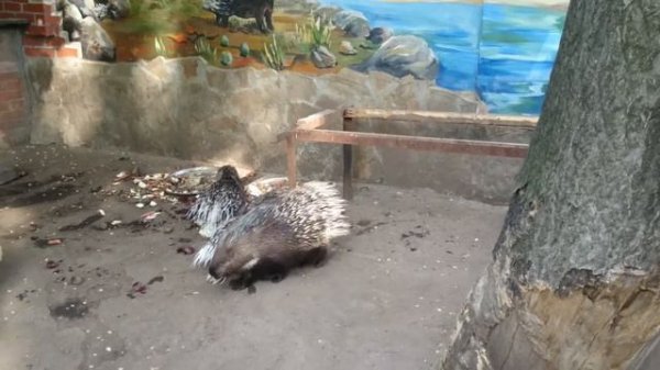 Индийский дикобраз...