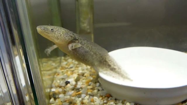 axolotl Аксолотль смотреть онлайн