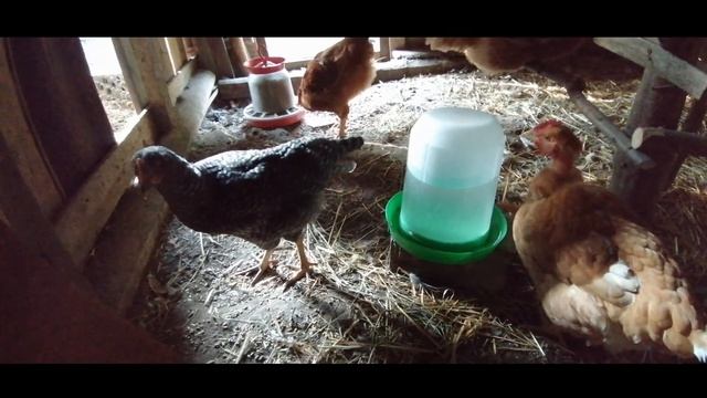 Последствия совместного содержания кур и молодых петухов. Агрессивность голошейных, цветной бройлер смотреть онлайн