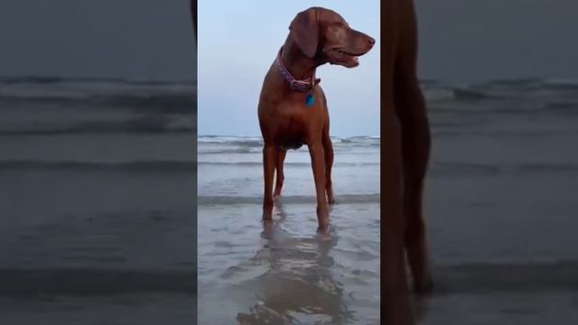 Красавица #выжла смотреть онлайн