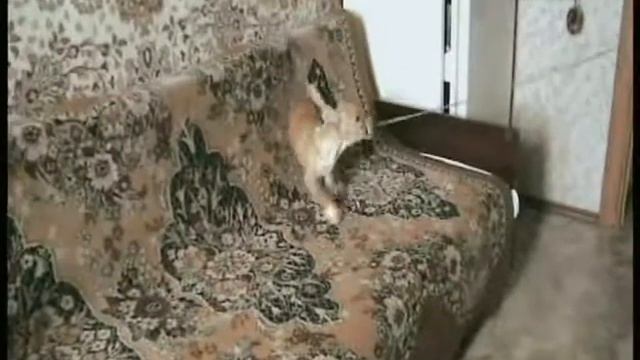 Speed-dog Пес-непоседа смотреть онлайн