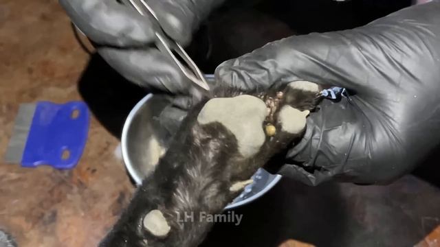Adopt stray dog weaked because of ticks смотреть онлайн