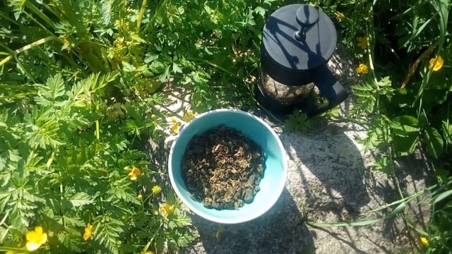 Как выглядит и какими качествами должен обладать заваренный, правильно заготовленный ИВАН ЧАЙ смотреть онлайн