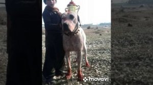 Бойцовая порода Пакистана. Гульдонг. Редкая информация о которой не принято говорить.