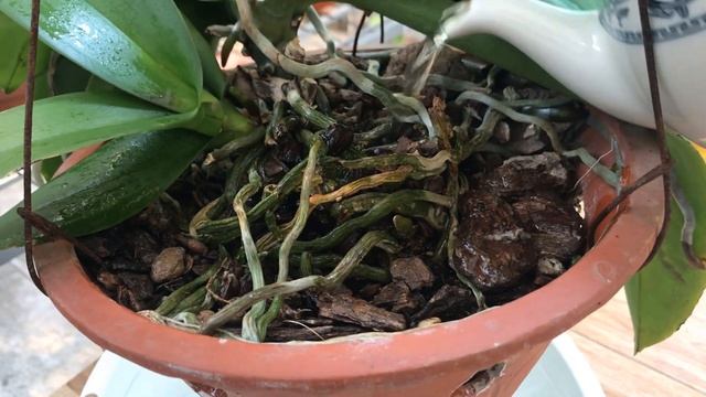 Just Sprinkle A Little! Suddenly! Each Orchid Node Blooms Many Magical Flowers смотреть онлайн