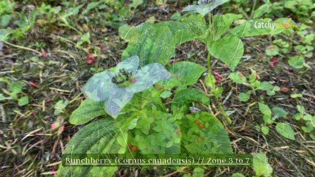 7 Best Plants That Grow Well in Acidic Soil // Acidic Soil? No Problem! 🌺🌿 смотреть онлайн