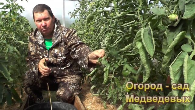 Когда не стоит обрезать листья у томатов смотреть онлайн