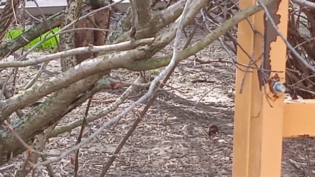 Троицк, Октябрьский проспект, д.10 КРЫСЫ из ПОДВАЛА (КАПРЕМОНТ) - 2 смотреть онлайн