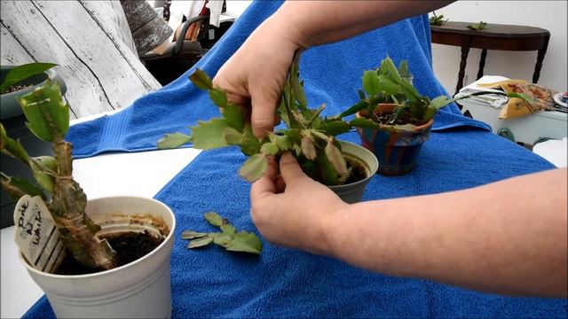 Pruning Christmas Cactus смотреть онлайн
