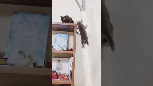 Посмотри как котята тренируются! смотреть онлайн